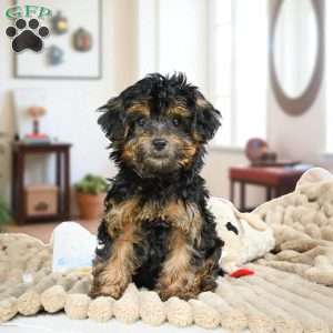 Duke, Yorkie Puppy