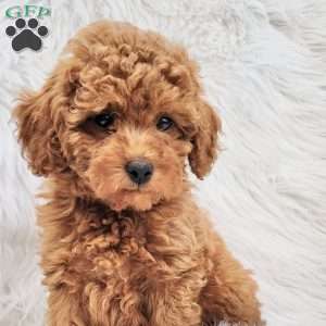 Buster- Micro, Mini Goldendoodle Puppy
