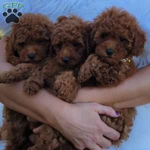 Rex- Micro, Mini Goldendoodle Puppy