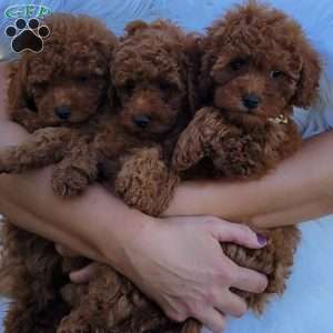 Rex- Micro, Mini Goldendoodle Puppy