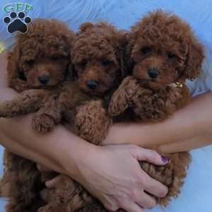 Rex- Micro, Mini Goldendoodle Puppy