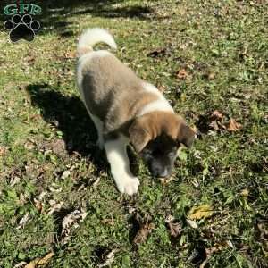 Georgina, Akita Puppy