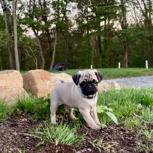Odie, Pug Puppy