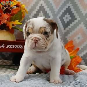 Quincy, Miniature Bulldog Puppy