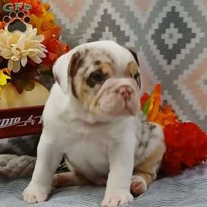 Quincy, Miniature Bulldog Puppy
