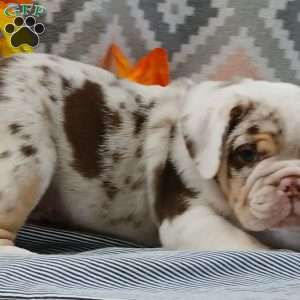 Quincy, Miniature Bulldog Puppy