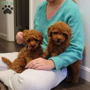 Buster- Micro, Mini Goldendoodle Puppy