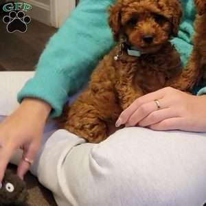 Rex- Micro, Mini Goldendoodle Puppy