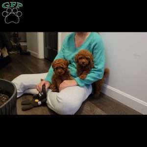 Buster- Micro, Mini Goldendoodle Puppy