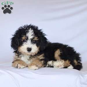 Ginger, Mini Bernedoodle Puppy