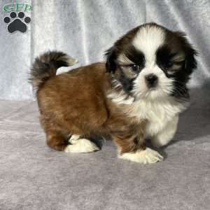 Oliver, Shih Tzu Puppy