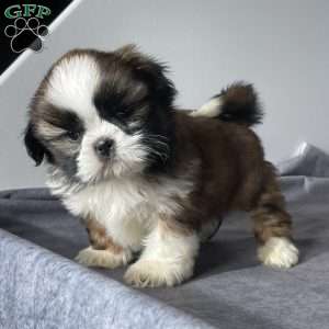 Oliver, Shih Tzu Puppy