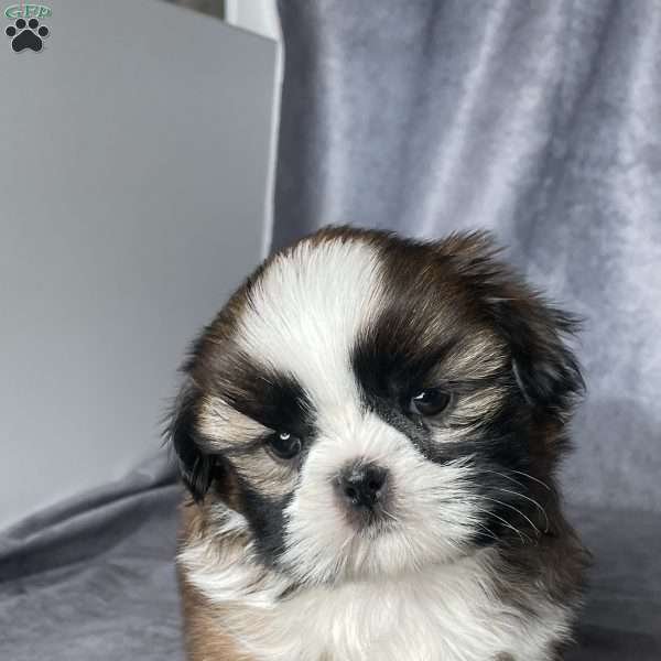 Oliver, Shih Tzu Puppy