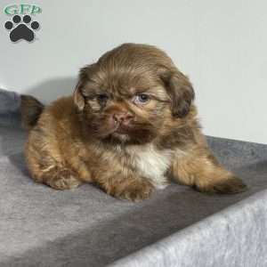 Oscar, Shih Tzu Puppy