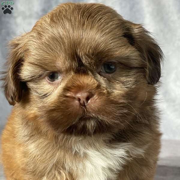 Oscar, Shih Tzu Puppy