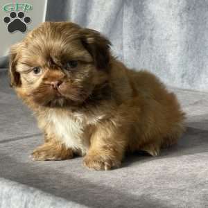Oscar, Shih Tzu Puppy