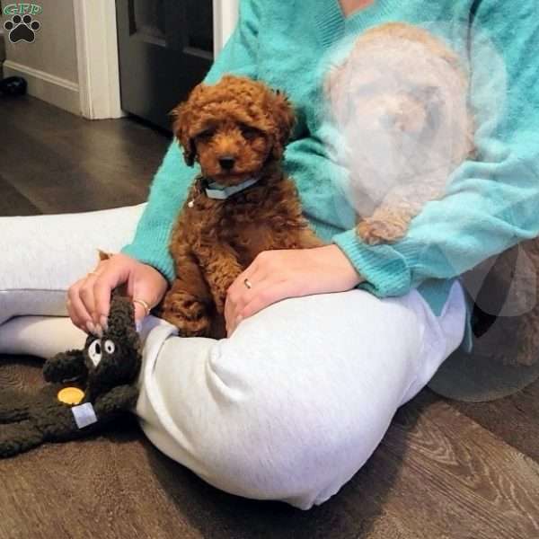 Rex- Micro, Mini Goldendoodle Puppy