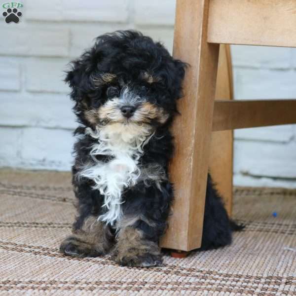 Abby, Mini Bernedoodle Puppy