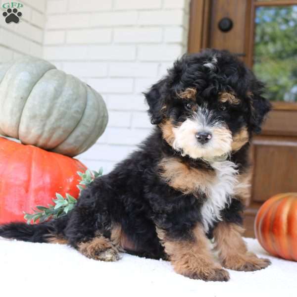 Arlo, Mini Bernedoodle Puppy