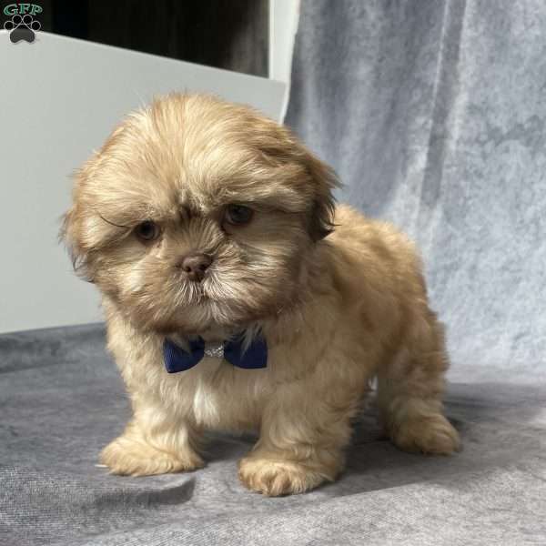 Paxton, Shih Tzu Puppy