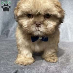 Paxton, Shih Tzu Puppy