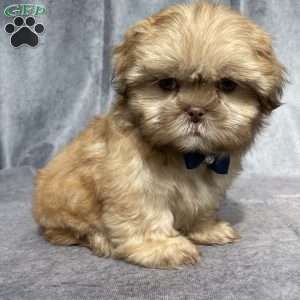 Paxton, Shih Tzu Puppy