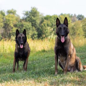 Carolyn Borntrager, View Puppies Breeder