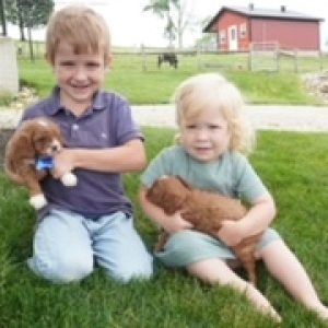 Joel Beachy,  Breeder