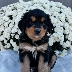 Myron Yoder,  Breeder