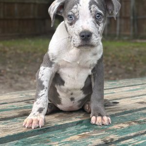 Mike Szwec,  Breeder