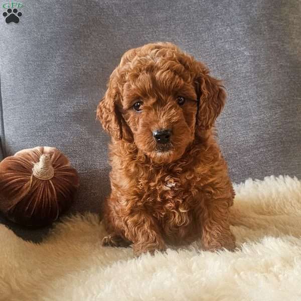 Eva, Mini Goldendoodle Puppy