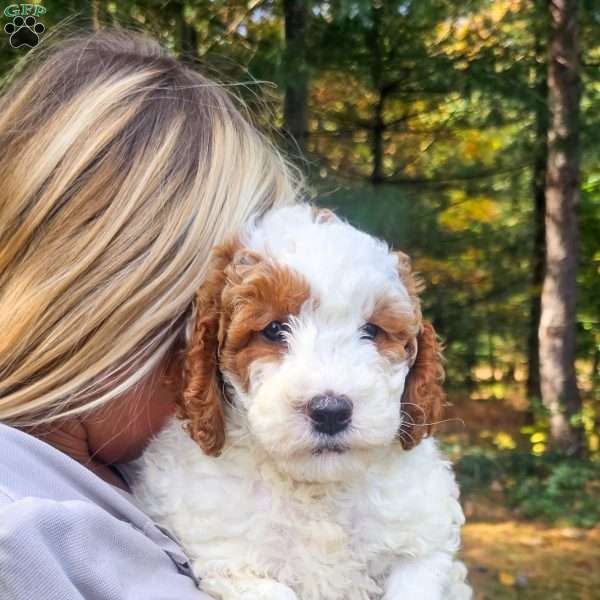 Edward, Mini Goldendoodle Puppy