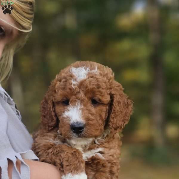 Ember, Mini Goldendoodle Puppy
