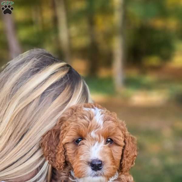 Elsa, Mini Goldendoodle Puppy