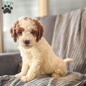 Edward, Mini Goldendoodle Puppy