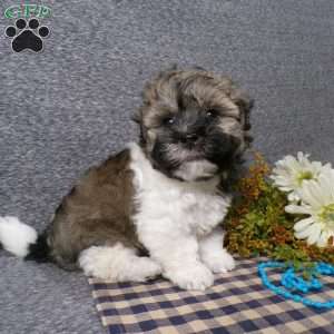 Tucker, Havanese Puppy
