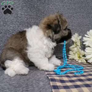 Tucker, Havanese Puppy