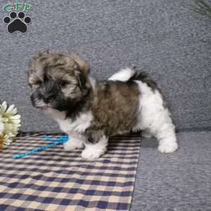 Tucker, Havanese Puppy