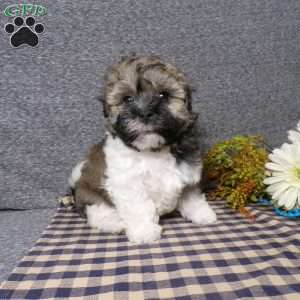 Tucker, Havanese Puppy