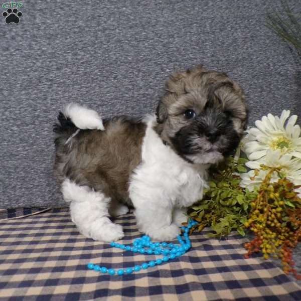 Tucker, Havanese Puppy