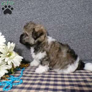 Tucker, Havanese Puppy