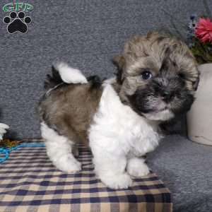 Tucker, Havanese Puppy
