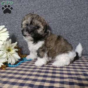 Tucker, Havanese Puppy
