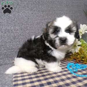 Toby, Havanese Puppy