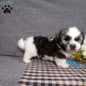 Toby, Havanese Puppy