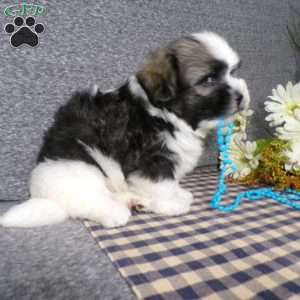 Toby, Havanese Puppy