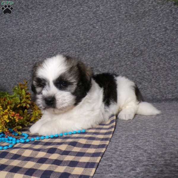 Toby, Havanese Puppy