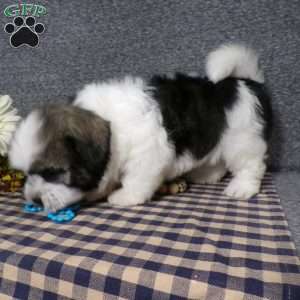 Toby, Havanese Puppy