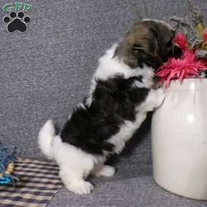 Toby, Havanese Puppy