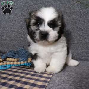 Toby, Havanese Puppy